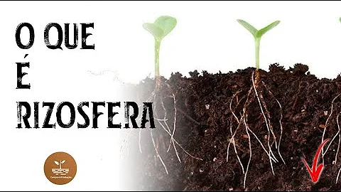 O que compreende a rizosfera?