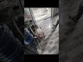 Tưởng cảm động ai dè cảm lạnh 😂🤣 || J4F Animals #shorts #funny #meme #haihuoc #tiktok