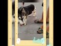Siberian husky: 1st exercise with us (Lexie @ 3 months)