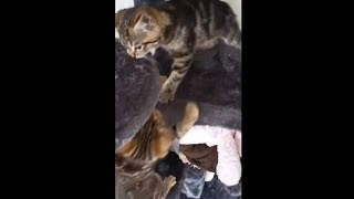 Little Kitten Picking A Fight With Her Sister