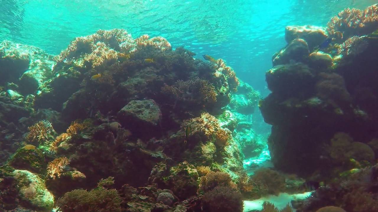 Reef HQ Great Barrier Reef Aquarium (Townsville, Australia)