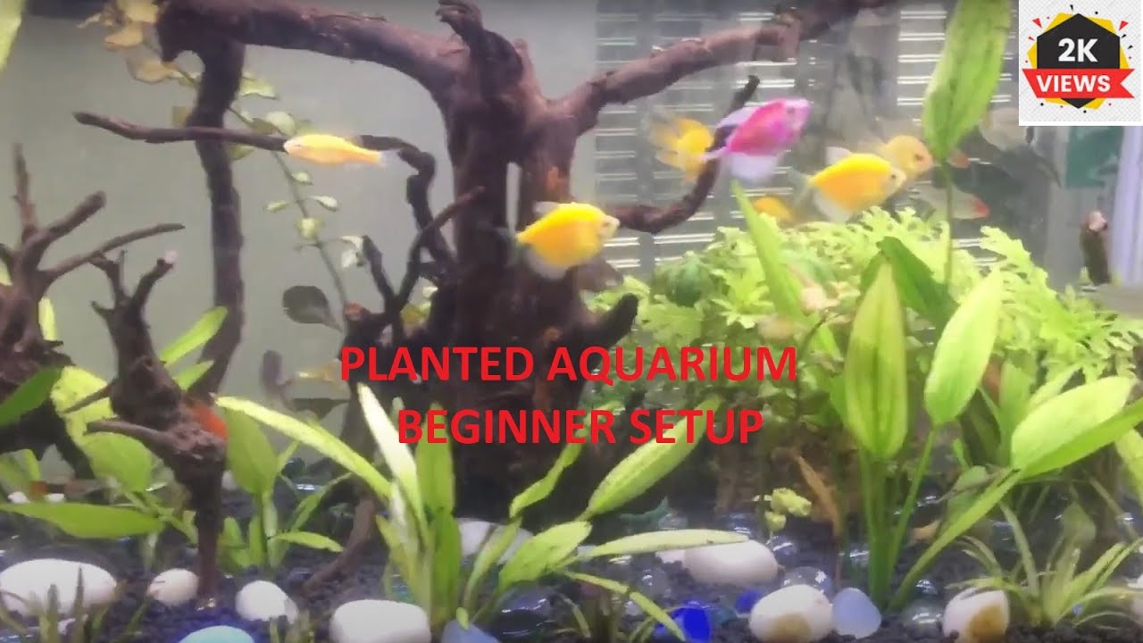 Planted Tank Beginner Setup Non CO2 Aquarium Aquarium Setup
