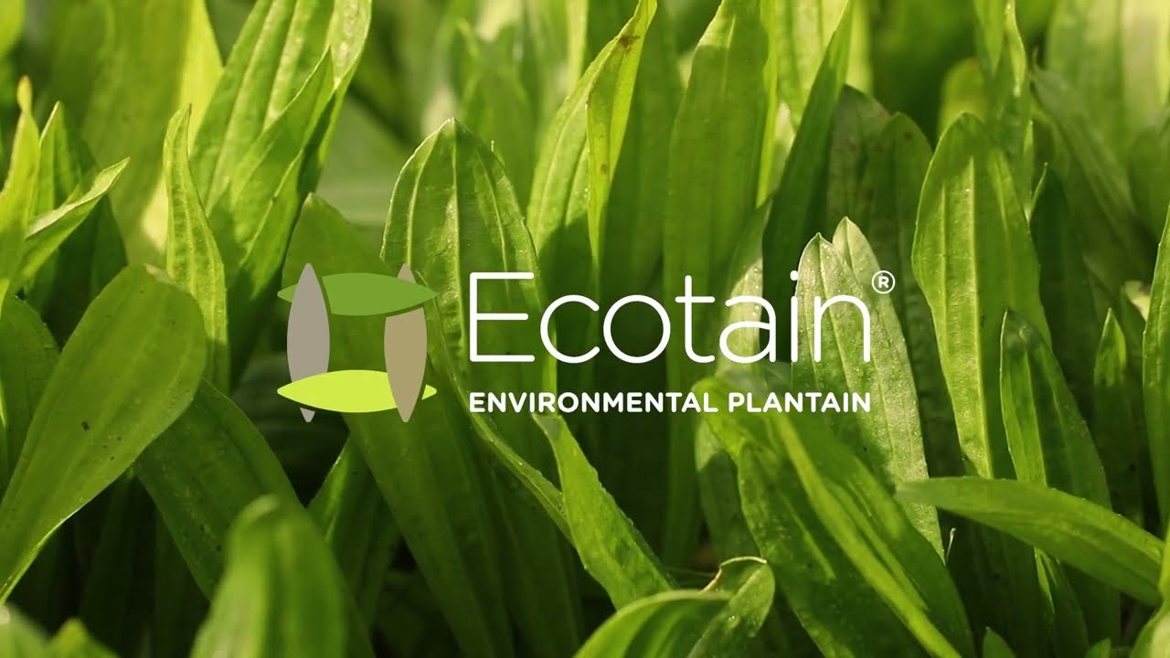 DLF Seeds Ecotain® environmental plantain