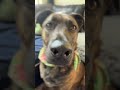 Zoey!!! #foryou #aestheic #viral #puppy #dog #funny