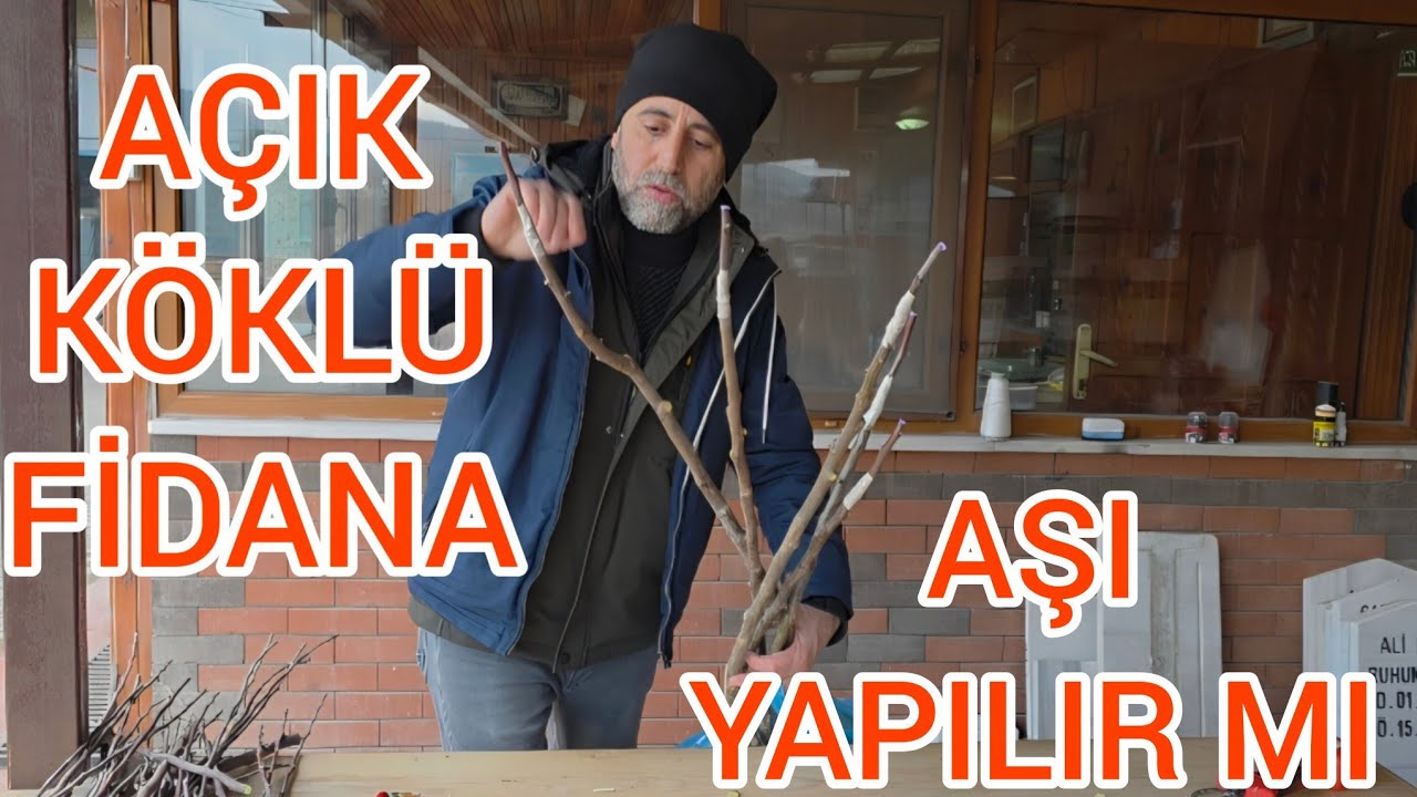 AÇIK KÖKLÜ FİDANA AŞI YAPILIR MI ? İŞTE CEVABI 