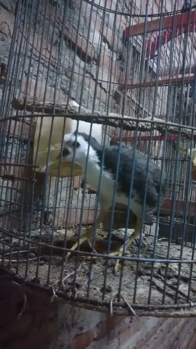 ruak ruak betina gacor pemikat