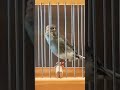 تغريد جميل وأصلي 100 لذكر كناري التمبرادو Canary Timbrado Singing mp3