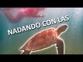 🇲🇽 NADAMOS con las TORTUGAS de AKUMAL en Tour ¿Cuanto cuesta? ¿Que incluye? |Familia Nómade|