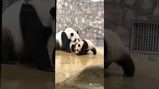 😂 Любопытную Катюшу интересует то, что делает Мама Panda