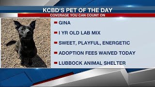 KCBD's Pet of the Day: Meet Gina