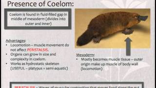 Platypus - Monotremes