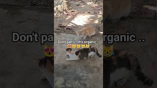 cat#meeting#partner#lover# venz'z tracker#