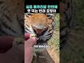 삶은 메추리알 한번에 못 먹는 반려 호랑이
