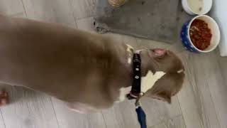 Excited to go on a morning walk #suga #adoreble #doglife #morningroutine #dogowners  