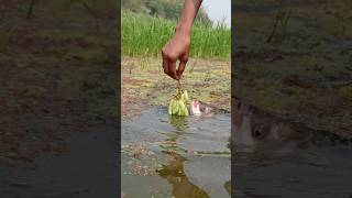 How to easily catching American catfish with grapes bait #fishing #bigfish #fishinglife #fish