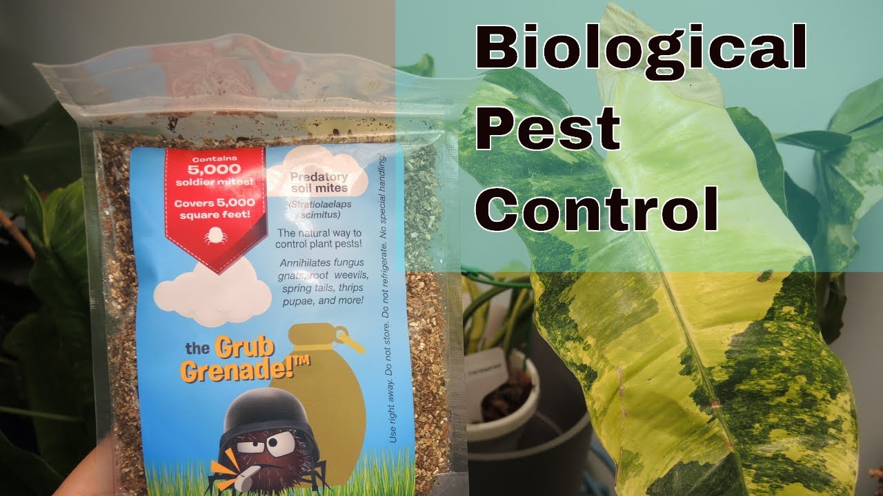 Grub Grenade - Biological Pest Control for Plants