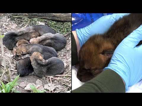 Video: Pet Scoop: Hond gered op Highway herenigd met eigenaar, zeldzame Mexicaanse Wolf Pup Born