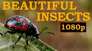 Beautiful Nature | Relaxing Video | Insects