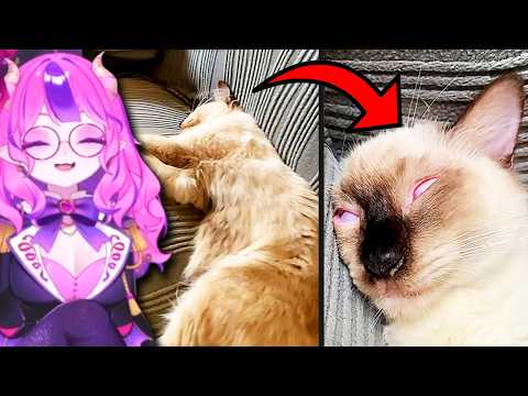 Ironmouse Reacts to Daily Dose of Pets 2