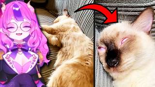 Ironmouse Reacts to Daily Dose of Pets 2