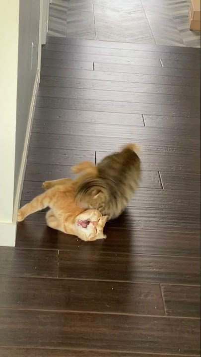 Two Cats Fight With Each Other - 1188136