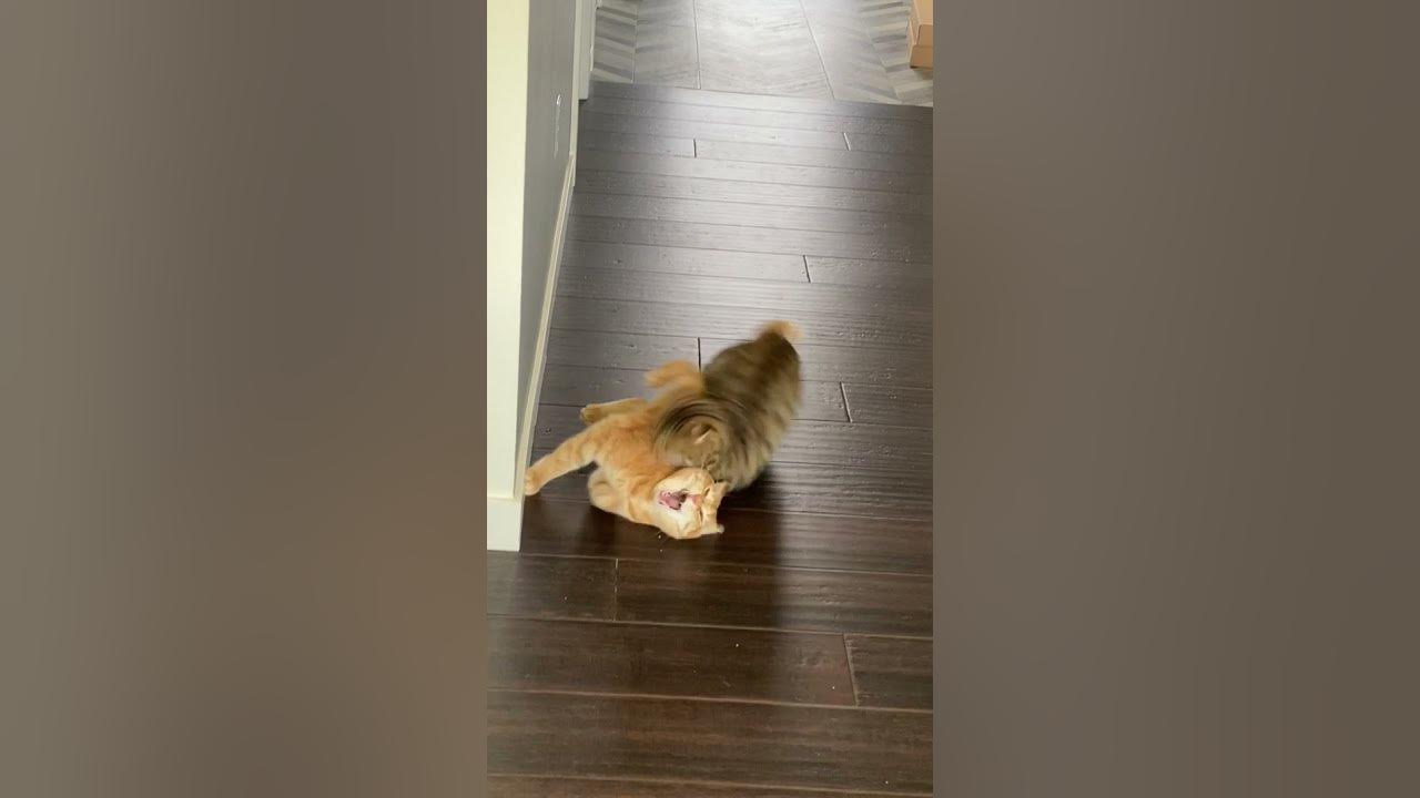 Two Cats Fight With Each Other - 1188136