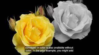 Word 2013 & 2016:  Colors and Contrast