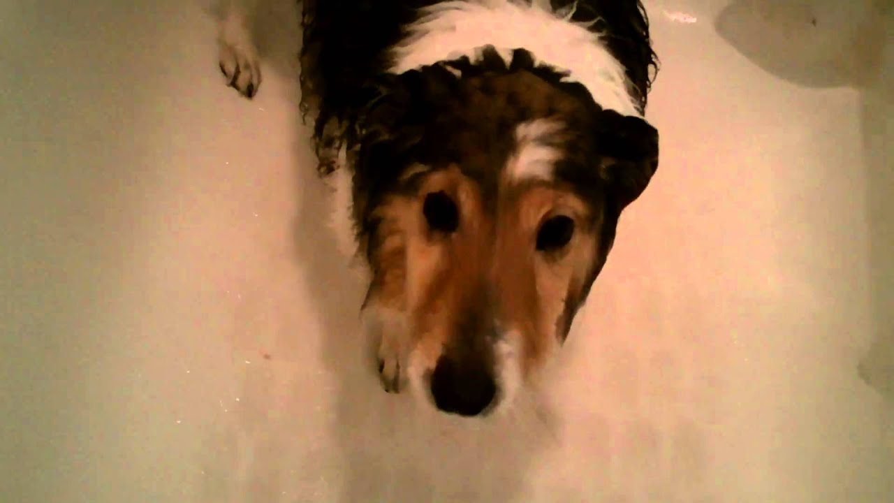 Dog in the shower YouTube