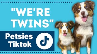 Pets & Their Stuffed Animal Lookalikes Petsies Tiktok