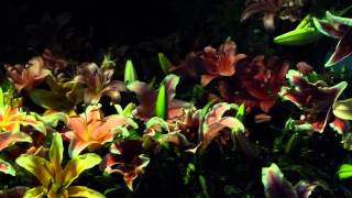 #6875, Lirios de diferentes colores [Raw], Flores exóticas