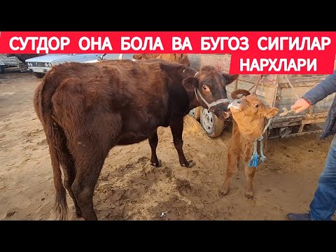 СУТДОР ОНА БОЛА ВА БУГОЗ СИГИЛАР ЯНГИ НАРХЛАРИ ХОРАЗМ БОГОТ МОЛ БОЗОРИ 19 ФЕВРАЛЬ 2025-ЙИЛ