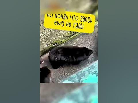 Этот Одинокий Медведь Разобьёт Ваше Сердце 💔 - YouTube
