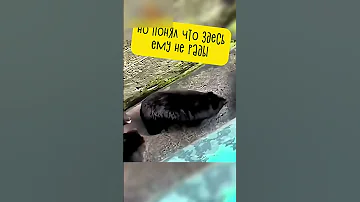 Этот Одинокий Медведь Разобьёт Ваше Сердце 💔