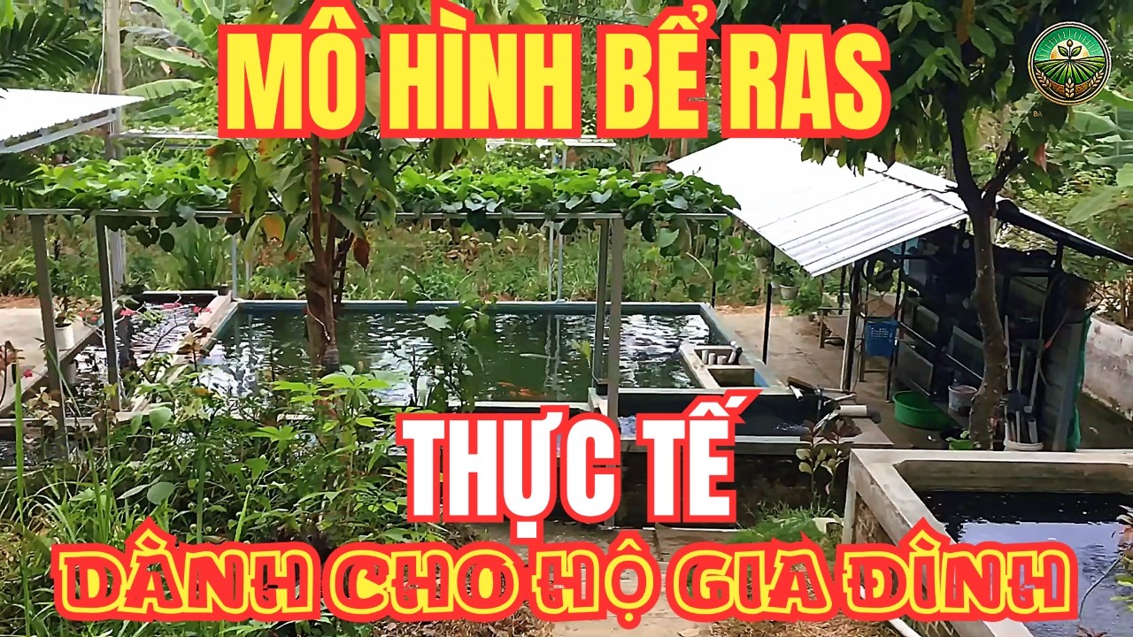 Mô Hình Thực Tế Hệ Thống Bể Nuôi Thủy Sản Tuần Hoàn RAS Cho Hộ Gia Đình