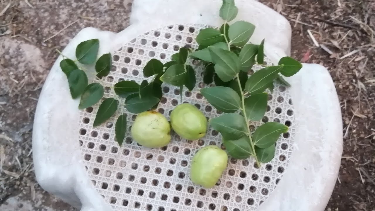 Hünnap Çelikten nasıl köklendirilir,şekeri düşüren C A... Vitamini deposu