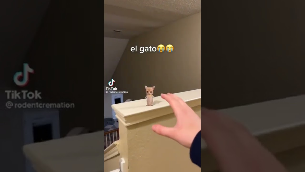 el gato 😭