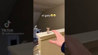 El Gato