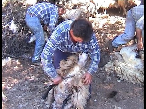 Βίντεο: Ο κούρος είναι καλή κολόνια;