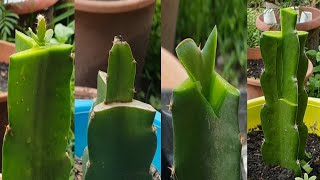 Grafting dragon fruit plant / Dragon fruit graft for beginners