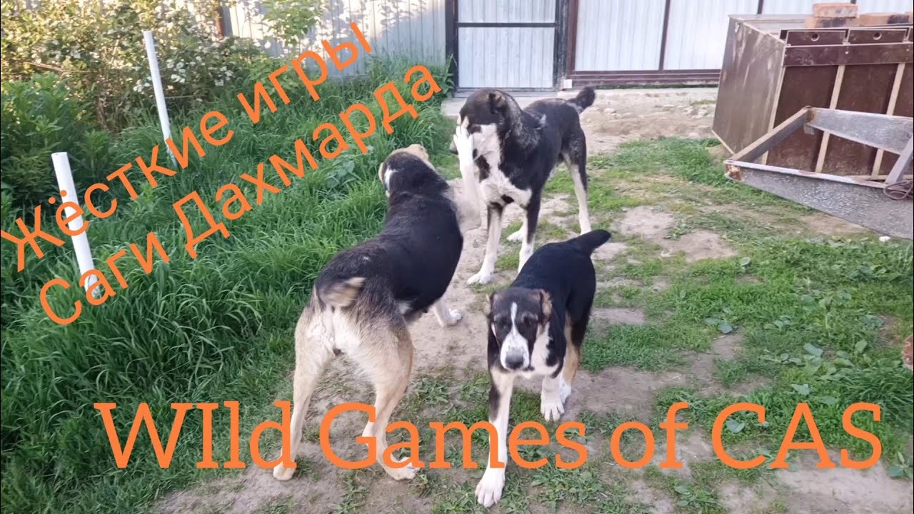 CAS male VS all/Боец-один против всех!!!