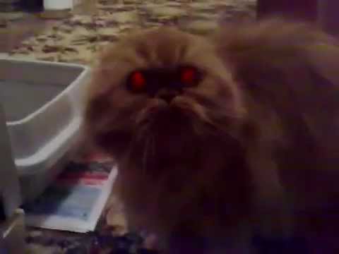 Crazy Cat Videos  Angry Cats That Are Very Mad