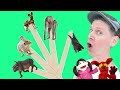 African Wild Animals | Pop Sticks Song with Matt | Dream English Kids