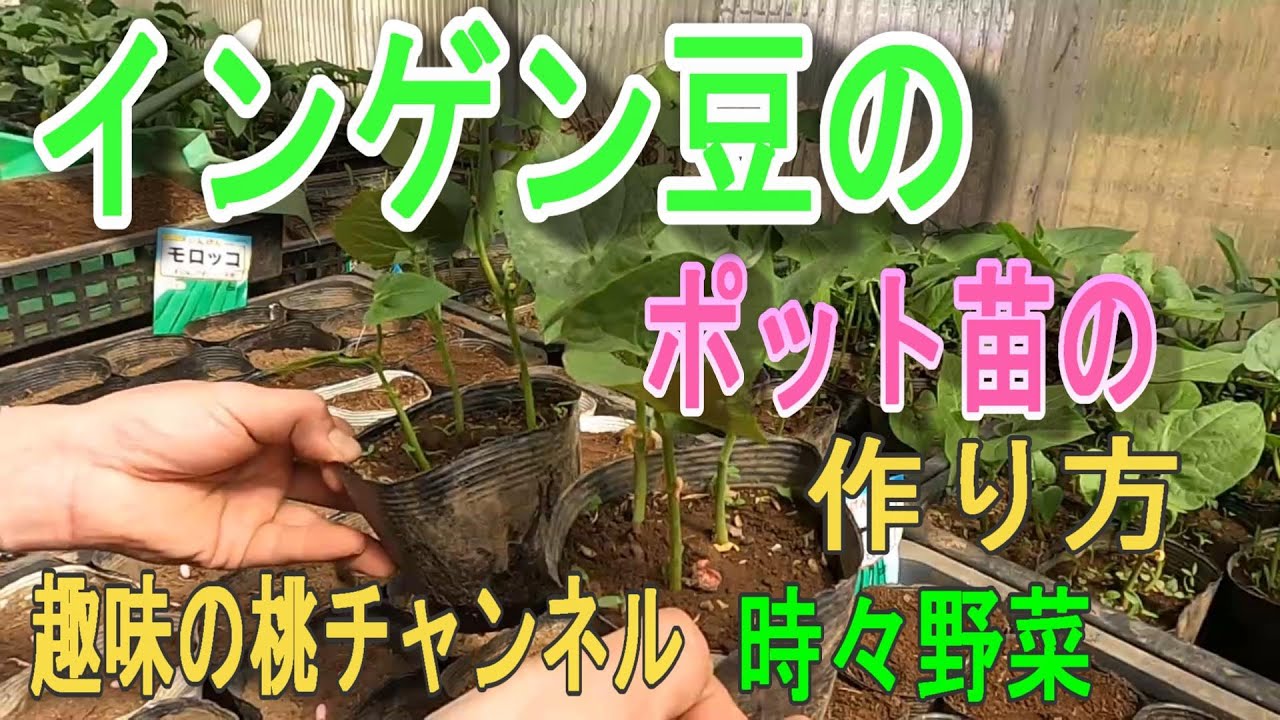 インゲン豆の ポット苗の 作り方 22 4 21 Youtube
