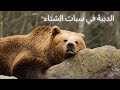 كيف تصمد الدببة في سبات الشتاء لشهور بدون طعام أو ماء 