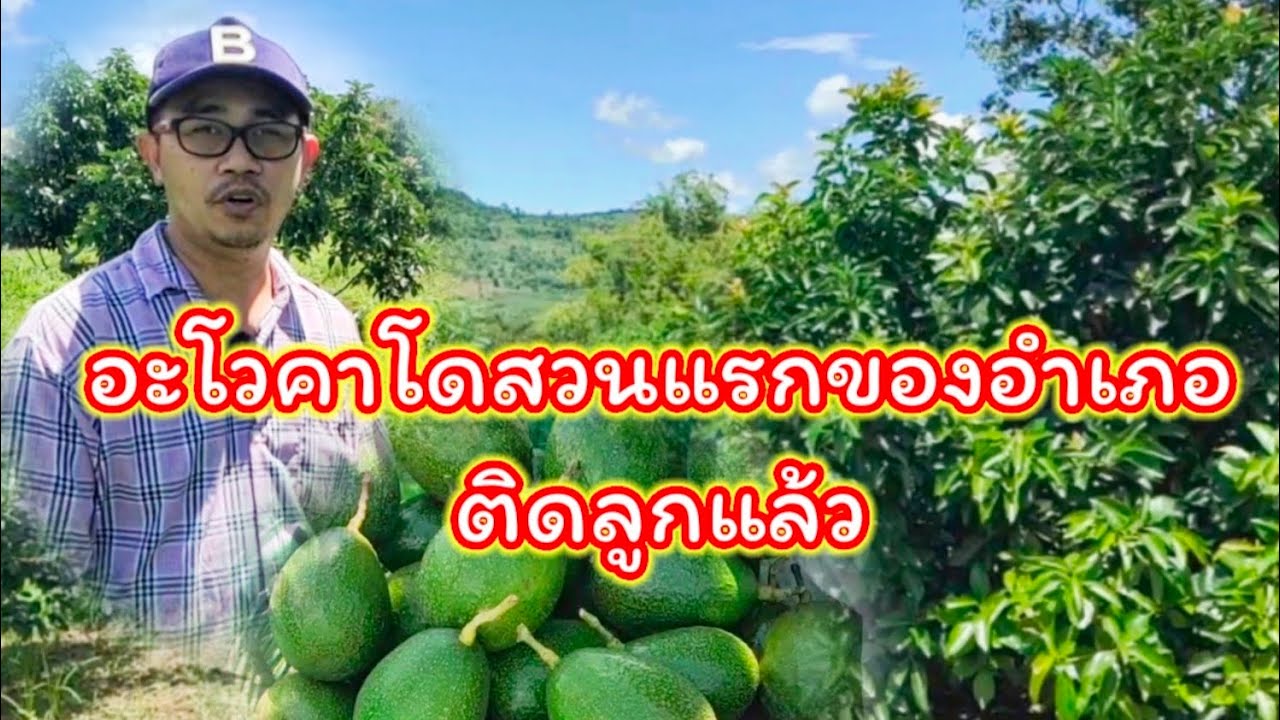 ไร่จันทร์เจ้า ปลูกอะโวคาโดหลายสายพันธุ์ ที่ภูหลง อ.ภูเขียว จ.ชัยภูมิ