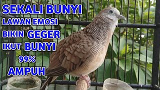 Perkutut Lokal Gacor Suara Super Kristal - Pancingan Malas Bunyi  (99%AMPUH BANGET)