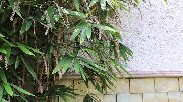 Canon eos M test new firmware 2.0.2, Full auto focus video mode