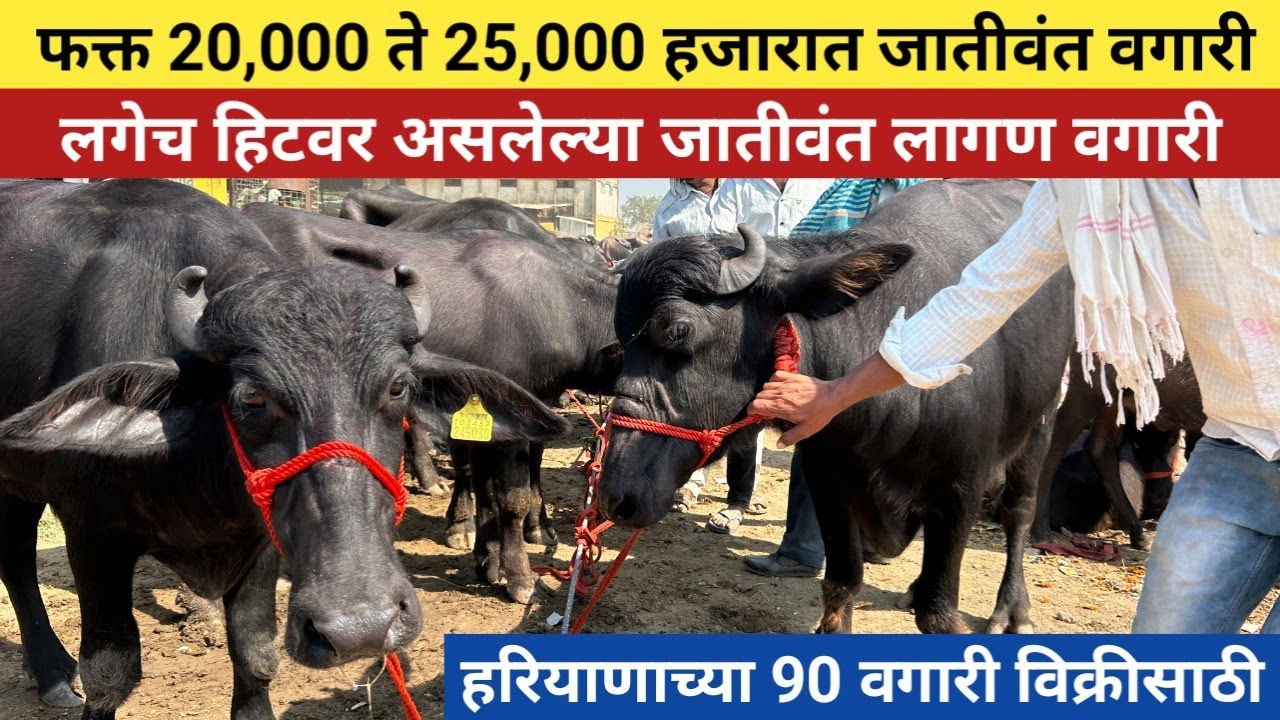 लगेच हिटवर असलेल्या जातीवंत मुऱ्हा वगारी👌फक्त 25,000 ते 30,000 हजारात लागणं वघारी 😍 buffalo for sale