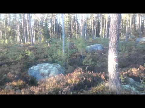 Close encounter with elk