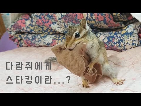다람쥐는 대체 스타킹을 무엇에 쓰는가?
